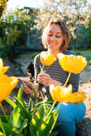 Caucasian blonde smiling woman sitting and cutting yellow tulips in the garden. In the background, a yard and a flowering tree. Vertical.の写真素材