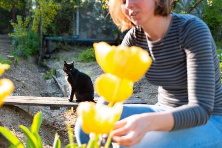 Blurred caucasian blonde smiling woman sitting and cutting yellow tulips in the garden. In the background, a garden and black cat.の写真素材