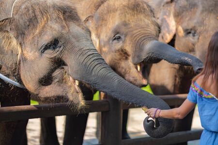 A young woman in bright clothes feeds elephants in the Park. Rear view. Close up of elephants heads and trunks.の写真素材