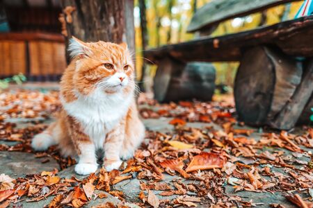 Fluffy white-red striped cat with a sleepy face sitting on the ground strewn with leaves. In the background, a wooden bench, a house and a yard.の写真素材