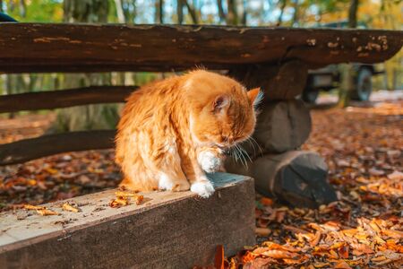 A fluffy white-and-red striped cat sits on a wooden bench and washes its face with its paw. In the background, a wooden table and a Park.の写真素材