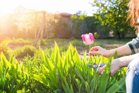 Caucasian woman cuts pink tulips in garden. In the background is a Sunny garden. Close up hands. Sunshine. Copy space.の写真素材