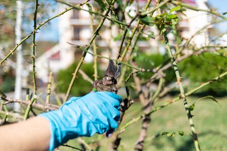 Man pruning tree with clippers. Spring time. Hand close up. Concept of gardening.の写真素材