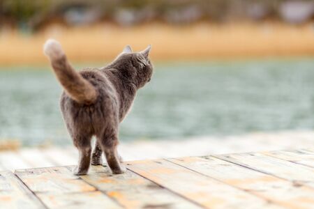 Smoky gray cat looking to the side. Rear view. The concept of Pets and their care. Copy space.
