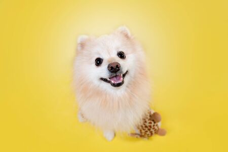 Domestic dog. Portrait of a beige Pomeranian With a toy in his paws, on a yellow background. The view from the top. Copy space.の写真素材