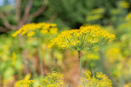 Spices and herbs. Umbrella blooming yellow dill flowers close-up. Concept of gardening and harvest.の写真素材