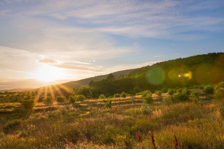 atmospheric landscape of walnut grove at sunset.の写真素材