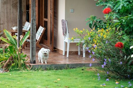 A shaggy little cute dog stands at the entrance to the house, in front of the grass. Concept of...