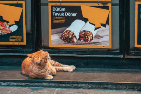 21.12.2019, Istanbul, Turkey. Close up portrait of red cat lies on trattare around the cafe and looking at the is Shawarma. Street Istanbul, Turkey. Concept of hungry stray animals.のeditorial素材
