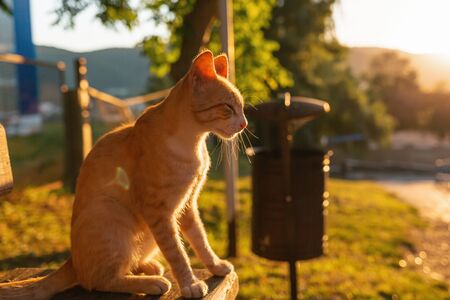 Homeless skinny sad cat sitting on a street bench. Sunset light. Concept of animal protection and adoption.の写真素材