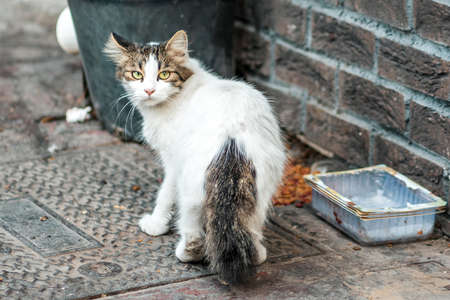 A stray cat looks around fearfully, standing near a trash can and a dirty bowl. Close up. Concept of pet care and protection.の写真素材