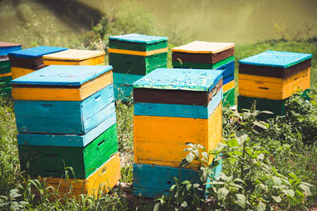 Apiary and beekeeping. Colorful wooden old beehives surrounded by vegetation. Close up.