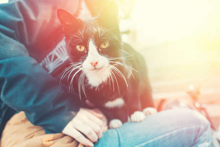 A cute black and white kitty lies on the girl's knees. Outdoor. Light.