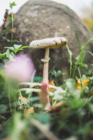 Autumn. Inedible mushroom among herbs, close-up. A large rock in the background. The mushroom season.の写真素材