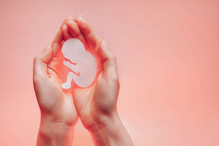Womans palms pressed together and keep paper embryo. Light coral background with copy space. Hands on the left side. Soft focus.の写真素材