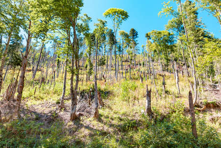 View of the felled forest illuminated by the morning sun. View from below, on the slope.