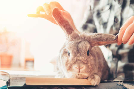 A funny lop-eared rabbit sits on a woman's lap, looking at an open book. The ears are raised in different directions. Close-up of the animal's face. Concept of reading and relaxing with pets.の写真素材