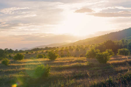 wonderful view of the olive groves at sunset.の写真素材