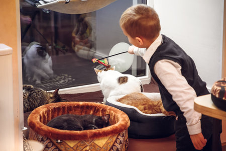 Boy playing with cats in a cat shelter. Care and responsibility concept.の写真素材