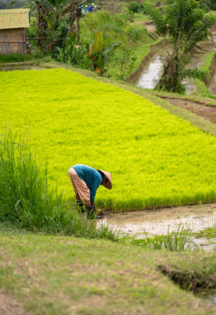 a woman collects rice on the plantation.photo in vertical position.の写真素材