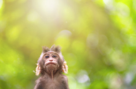 the baby macaque close-up, looking up there is copy space.