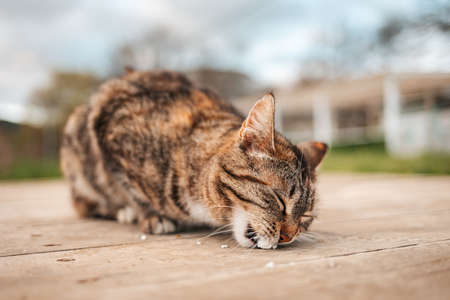 Protection of pets. Homeless hungry tabby cat eats food on the street. Close-up. Shelter for homeless animals.の写真素材
