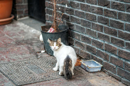 A stray cat looks around fearfully, standing near a trash can and a dirty bowl. Concept of pet care and protection.の写真素材