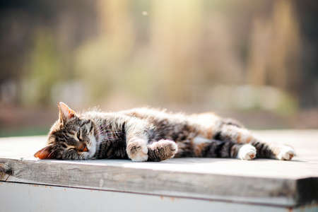 A stray cat sleeps on a bench. Animal Welfare Day. Copy space. Concept of care for stray animals.の写真素材