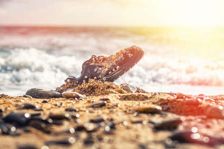 Concept of environmental protection and pollution. An old Shoe, covered with shells, lies in the coastal sand. In the background the ocean. Copy space. Sunlight.の写真素材