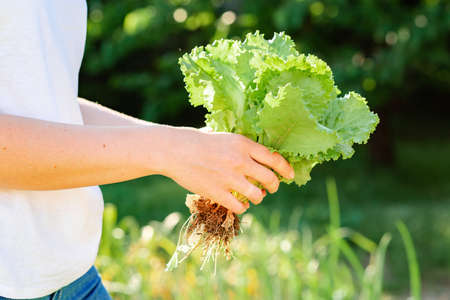 A woman's hands hold a bunch of freshly picked lettuce. Close up. The concept of harvesting and gardening.の写真素材