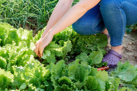 A woman harvests lettuce from the garden. Hands close-up. Sunset light. Gardening and Harvest season...