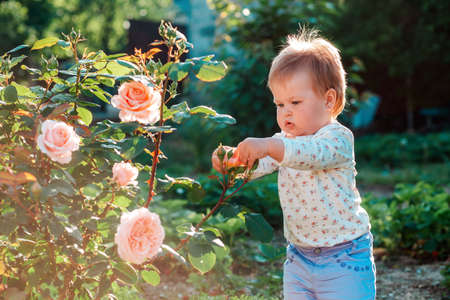 Gardening. Portrait of a caucasian toddler girl touching the rosebuds. Summer garden in the backyard.の写真素材