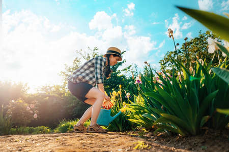 Young gardener with gloves watering flowers bushes with watering can. Bottom view. The concept of summer gardening.の写真素材