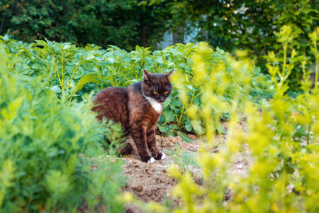 Sad black stray cat sitting in the garden. Close up. The concept of protection and care of pets.の写真素材