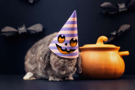 Halloween. A decorative lop-eared rabbit in a festive decorated hat with a cooking pot that looks like a pumpkin. Black background with bats.の写真素材