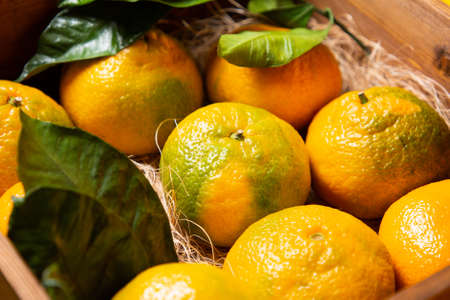 Fresh organic fruits. Ripe tangerines with leaves lying on a straw in a wooden box, close-up. Top...
