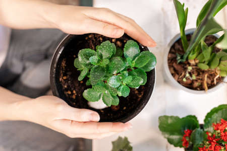 Woman's hands put a pot with a kalanchoe plant on the windowsill. Close-up, top view. The concept of...