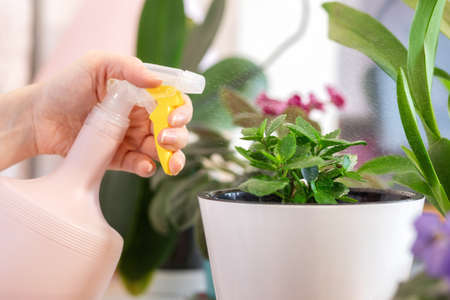 Women's hands spray the kalanchoe plant in a pot, on the windowsill. Close-up. The concept of home gardening and flower growing.の写真素材