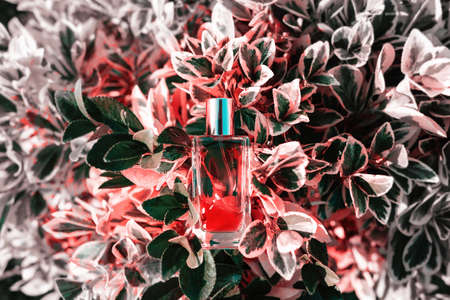 Glass transparent rectangular bottle of red perfume lying in tropical red leaves. Top view. Perfumes and fragrancesの写真素材