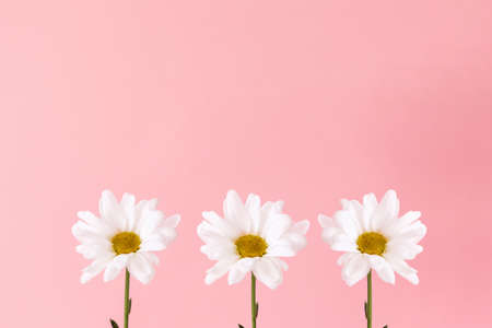 Three flowers of chamomile on pink background. copyspace. The concept of fortune telling and 8 march.の写真素材