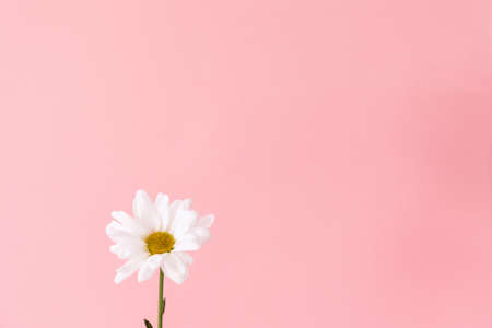 One flower of chamomile on pink background. copyspace. The concept of fortune telling.の写真素材