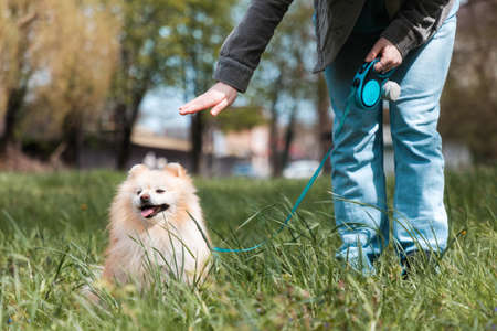 Training of pedigree dogs. A woman strokes her Pomeranian in the park.の写真素材