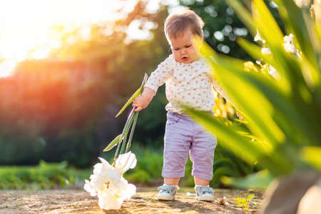 Pretty baby girl holds a white iris flower in her hands, walking at the garden. Sunset sunshine. View through the leaves. The concept of a happy childhood.の写真素材