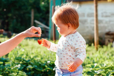 Woman gives to cute toddler a strawberry. Close up of hand and portrait of baby. Family harvest concept.の写真素材