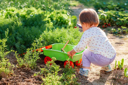 Toddler girl playing with a plastic cart in the vegetable garden. back view. In the background lettuce beds. Gardening and harvesting concept.の写真素材