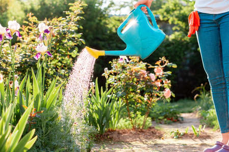 A woman water flowers and plants in her garden with a watering can. close up. gardening concept.の写真素材