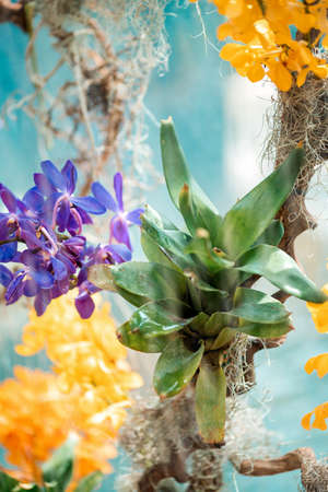 Tropical plants in the arboretum. Leaves and wild multicolored flowers close-up. Concept of save...