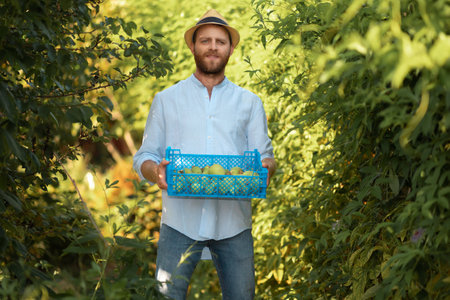 Organic local farming. Bearded smiling caucasian gardener in a straw hat holds a box with a harvest...