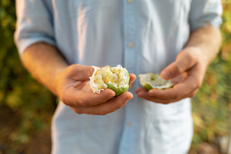 organic gardening. Gardener shows opened passion fruit. Close up of male hands. The concept of...