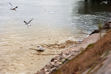 Polluted sewage draining intoriver. Flying seagulls over dirty water. Concept of environment and ecology.の写真素材